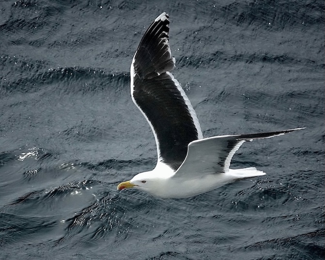 great black-backed gull